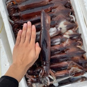 [동해] 급랭 뿜뿜 오징어 1kg