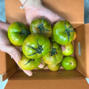 [단독상품] 대저 단짠토마토 중과 2.5kg / 단맛, 신맛, 짠맛을 모두 느낄 수 있는 프리미엄 대저 토마토.