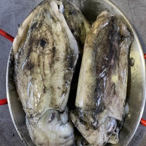 국내산 급냉 대왕 갑오징어 1kg(창고떨이)