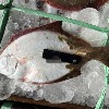 [당일생물][군산상품] 생물 돌도다리 3kg / 담백한 맛이 일품인 돌 도다리.